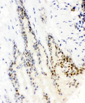 SOX9 Antibody