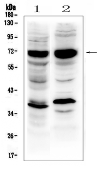 SOX9 Antibody