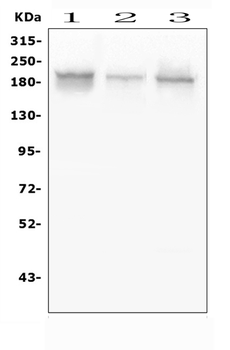 Zinc finger protein GLI2 GLI2 Antibody