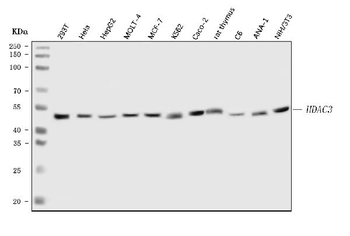 HDAC3 Rabbit Polyclonal Antibody