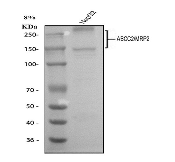 MRP2/ABCC2 Rabbit Polyclonal Antibody