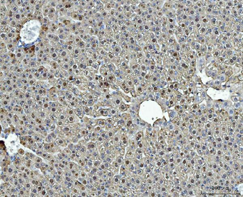 liver Arginase/ARG1 Rabbit Polyclonal Antibody