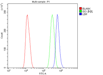 Lamin B Receptor/LBR Antibody