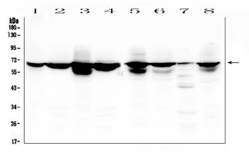 Lamin B Receptor/LBR Antibody