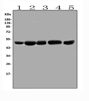 EBP50/NHERF-1/SLC9A3R1 Antibody