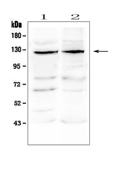 JAK3 Rabbit Polyclonal Antibody