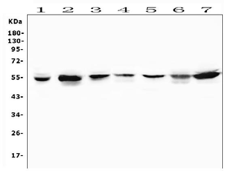 MUC13 Antibody