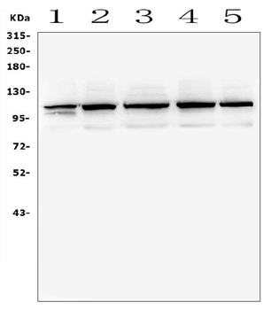 TRPC5 Rabbit Polyclonal Antibody