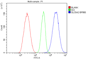 SGLT2/SLC5A2 Antibody