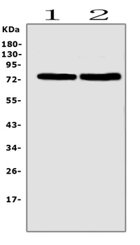 SGLT2/SLC5A2 Antibody