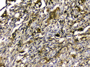 SIRT4 Rabbit Polyclonal Antibody