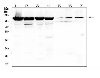 LONP1/Lon Rabbit Polyclonal Antibody