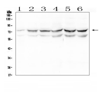 OLFM4 Rabbit Polyclonal Antibody