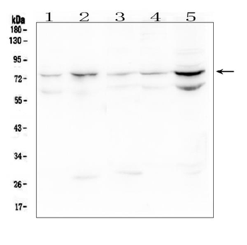 OLFM4 Rabbit Polyclonal Antibody