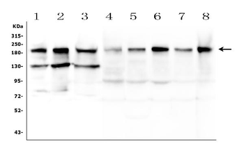 BCL9L Rabbit Polyclonal Antibody