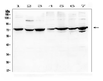 DARS2 Rabbit Polyclonal Antibody