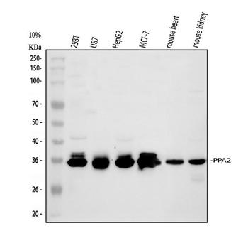 PPA2 Antibody