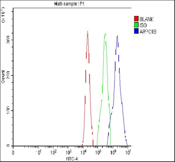ARP2/3 subunit 1B/ARPC1B Rabbit Polyclonal Antibody