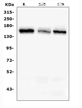 RAB3GAP2 Rabbit Polyclonal Antibody