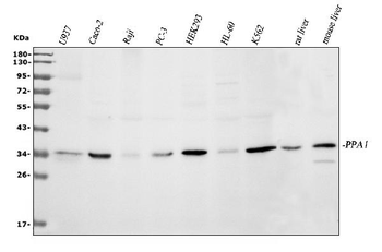 Pyrophosphatase 1/PPA1 Rabbit Polyclonal Antibody