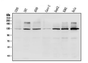 R-Cadherin-4 CDH4-/CDH4 Rabbit Polyclonal Antibody