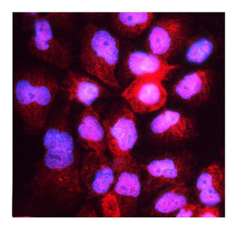 HOOK3 Rabbit Polyclonal Antibody