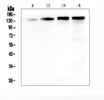 SRCIN1 Rabbit Polyclonal Antibody
