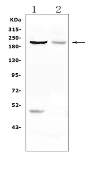 MPP1/KIF20B Rabbit Polyclonal Antibody