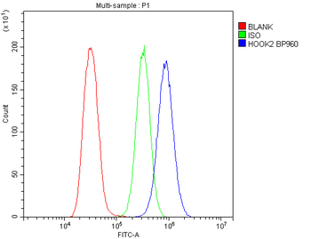 HOOK2 Rabbit Polyclonal Antibody
