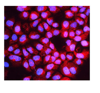 HOOK2 Rabbit Polyclonal Antibody
