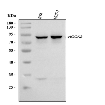 HOOK2 Rabbit Polyclonal Antibody