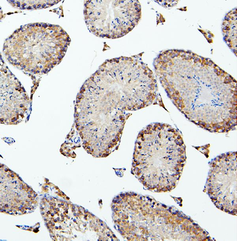 PEF1 Rabbit Polyclonal Antibody