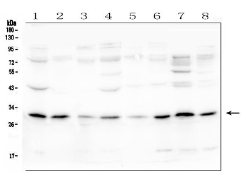 PEF1 Rabbit Polyclonal Antibody