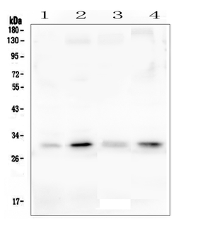 PEF1 Rabbit Polyclonal Antibody