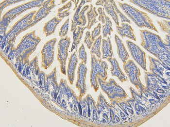 RNF123 Rabbit Polyclonal Antibody