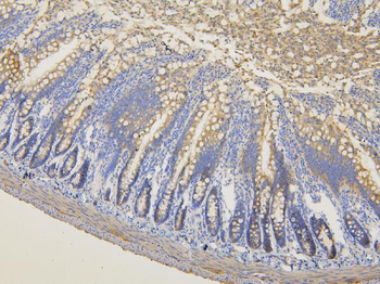 RNF123 Rabbit Polyclonal Antibody