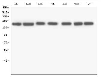 RNF123 Rabbit Polyclonal Antibody