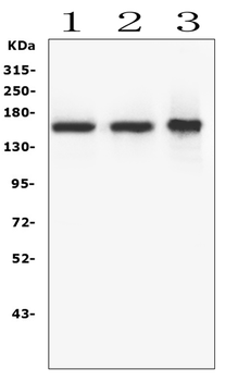 RNF123 Rabbit Polyclonal Antibody