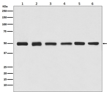 beta Tubulin Rabbit Monoclonal Antibody (HRP)