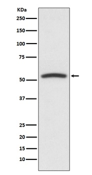 PTEN Rabbit Monoclonal Antibody