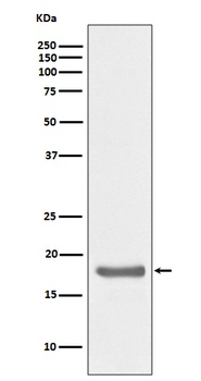 IL10 Rabbit Monoclonal Antibody