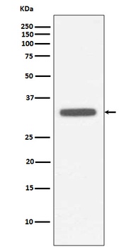 MyD88 Rabbit Monoclonal Antibody