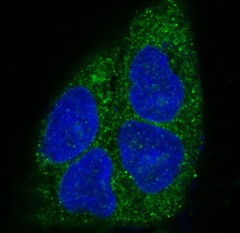 MyD88 Rabbit Monoclonal Antibody