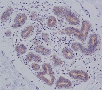 MyD88 Rabbit Monoclonal Antibody