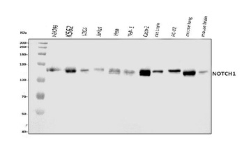 Notch1 Rabbit Monoclonal Antibody