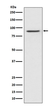 STAT1 alpha Rabbit Monoclonal Antibody
