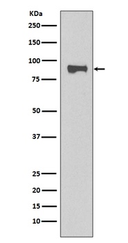 STAT1 Rabbit Monoclonal Antibody