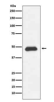 Fas/Cd95 Rabbit Monoclonal Antibody