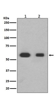 Smad3 Rabbit Monoclonal Antibody