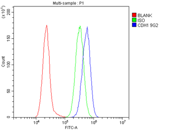 E Cadherin 1 CDH1 Antibody (monoclonal, 9G2)